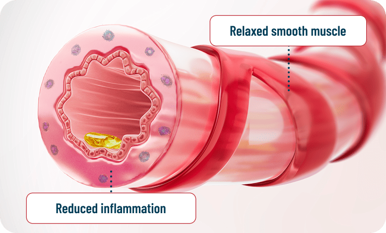 Illustration showing relaxed smooth muscle and reduced airway inflammation, demonstrating that an anti-inflammatory rescue approach treats both inflammation and bronchoconstriction
